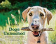 Dogs Unleashed: Adventures with Our Best Friends