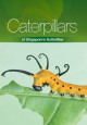 Caterpillars of Singapore's butterflies